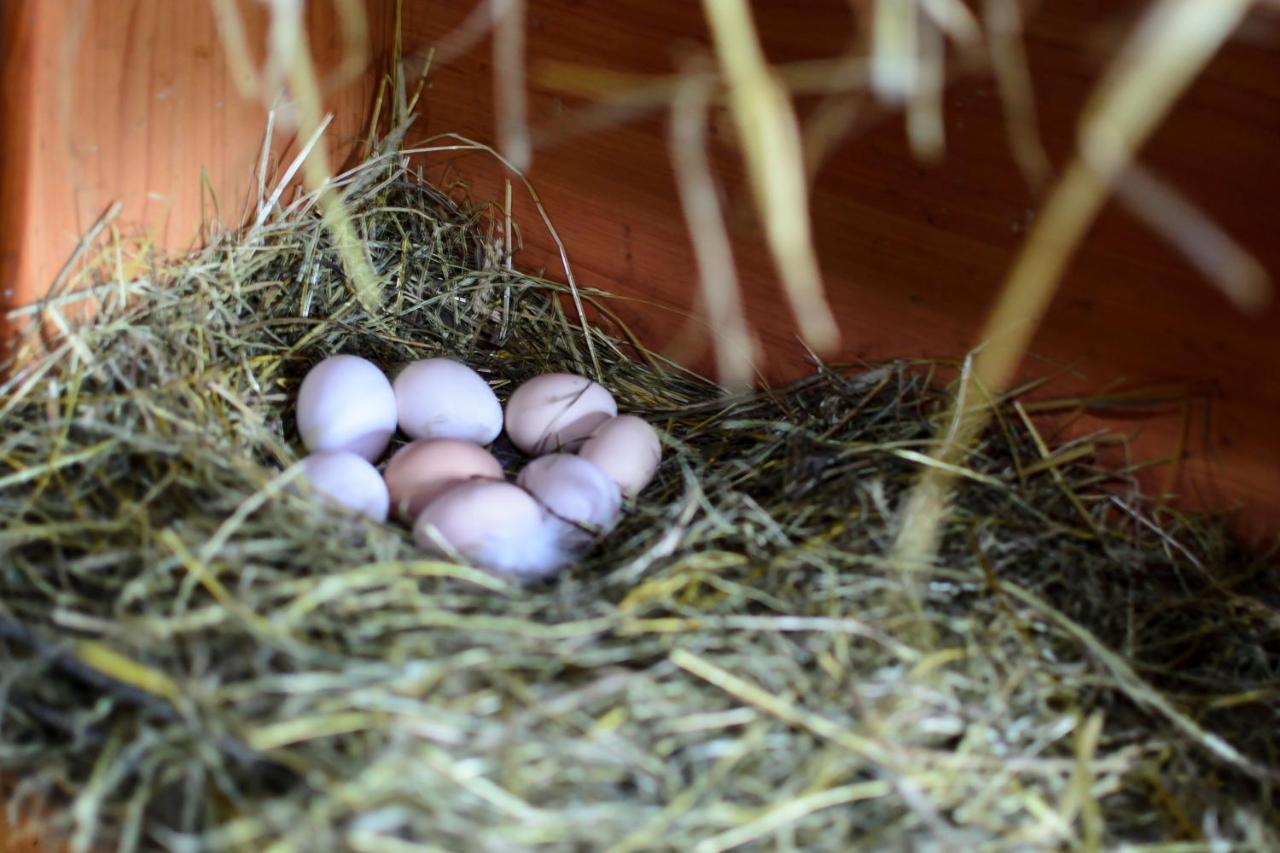 Zakatek Szczescia Eko Agroturystyka Kiwity Exterior foto