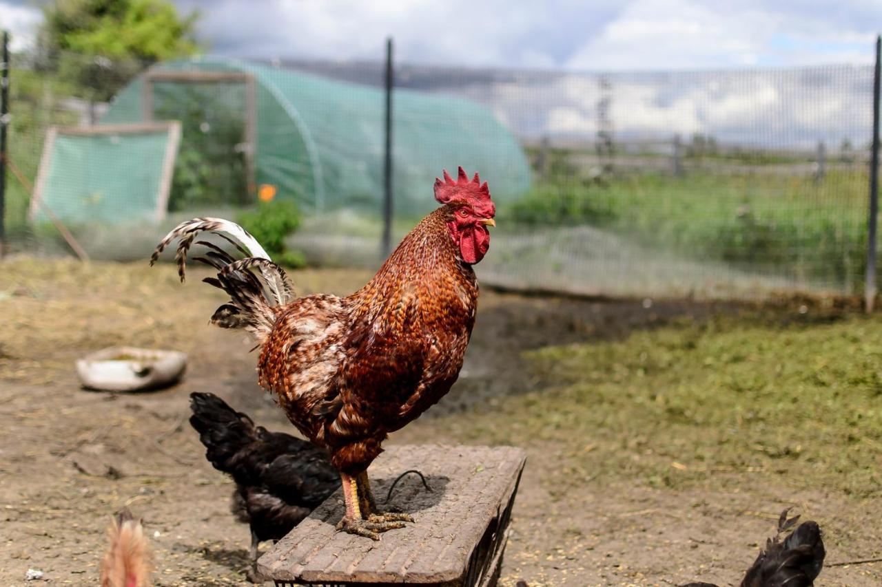 Zakatek Szczescia Eko Agroturystyka Kiwity Exterior foto